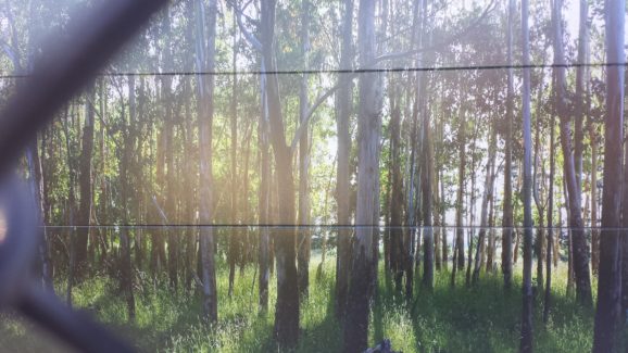 Vitrapanel Noise Wall with graphic image printed directly on panels used to enhance a residential environment